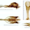 tom. callimachus genitalia